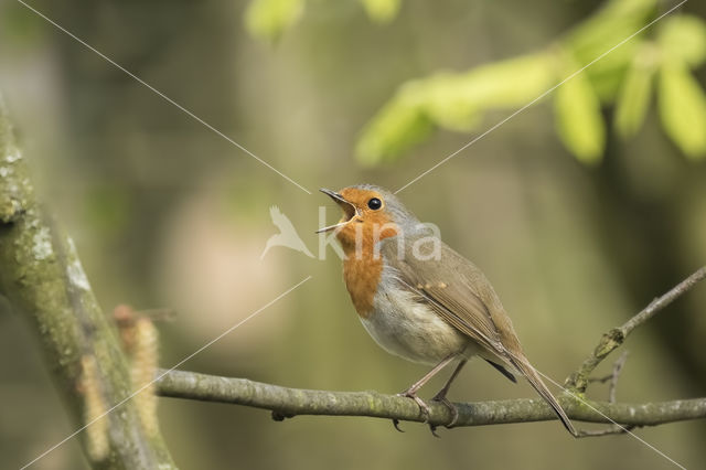 European Robin (Erithacus rubecula)