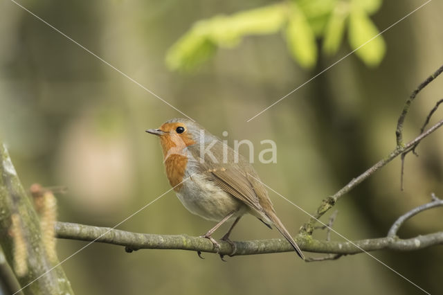 European Robin (Erithacus rubecula)