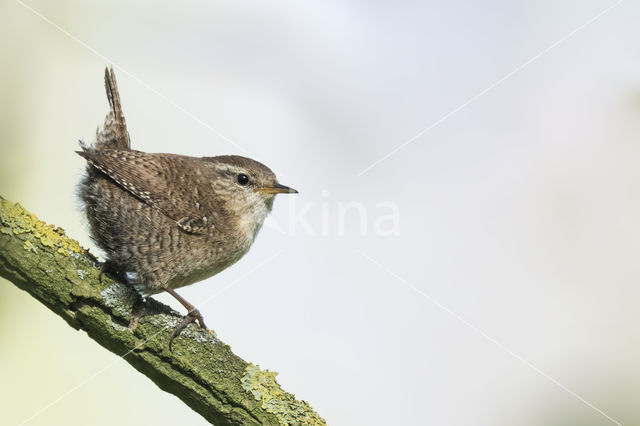 Winterkoning (Troglodytes troglodytes)