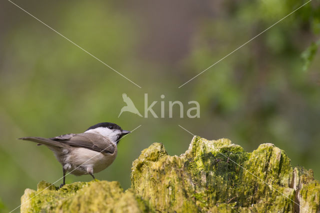 Matkop (Parus montanus)