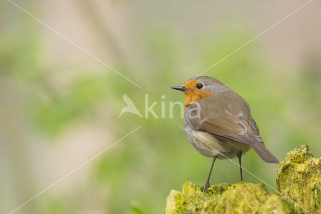 British Robin (Erithacus rubecula melophilus)