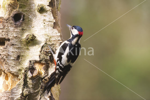 Grote Bonte Specht (Dendrocopos major)