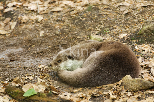 European Otter (Lutra lutra)