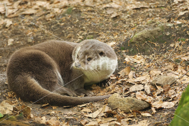 European Otter (Lutra lutra)