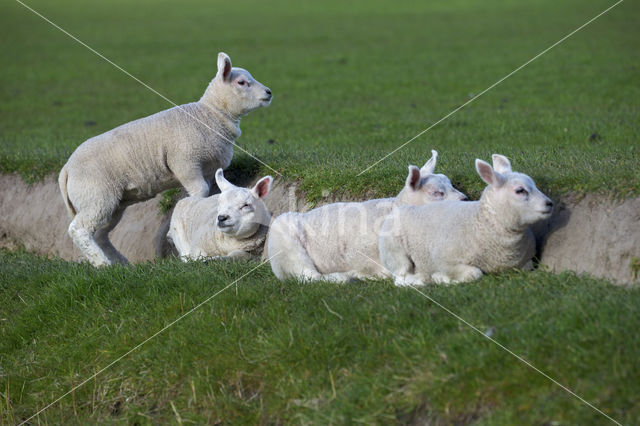 Texelaar schaap (Ovis aries)