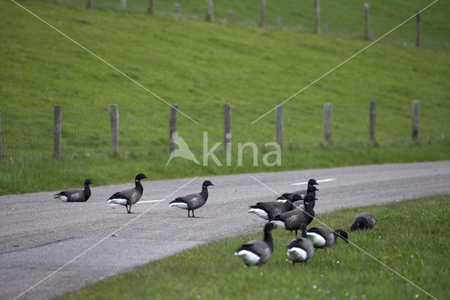 Brent Goose (Branta bernicla)