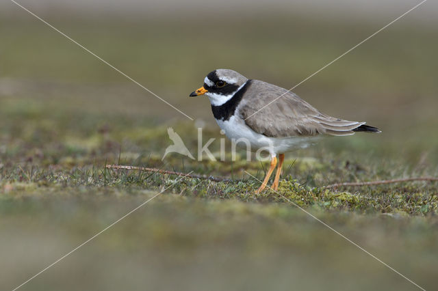 Bontbekplevier (Charadrius hiaticula)