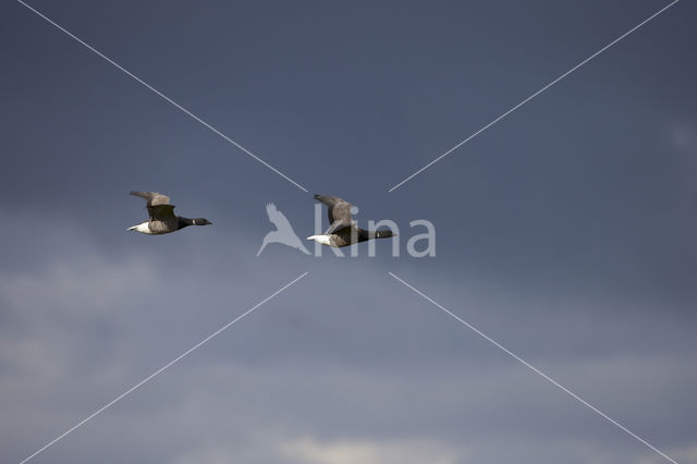 Rotgans (Branta bernicla)