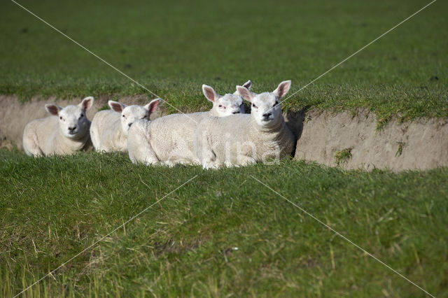 Texelaar schaap (Ovis aries)