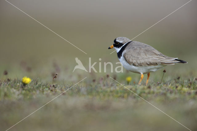 Bontbekplevier (Charadrius hiaticula)