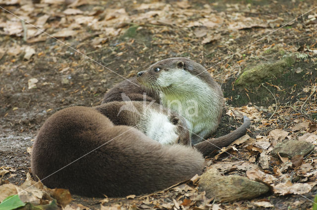 European Otter (Lutra lutra)