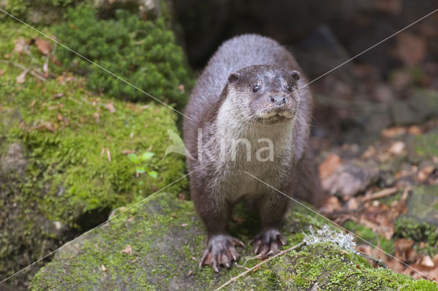 European Otter (Lutra lutra)