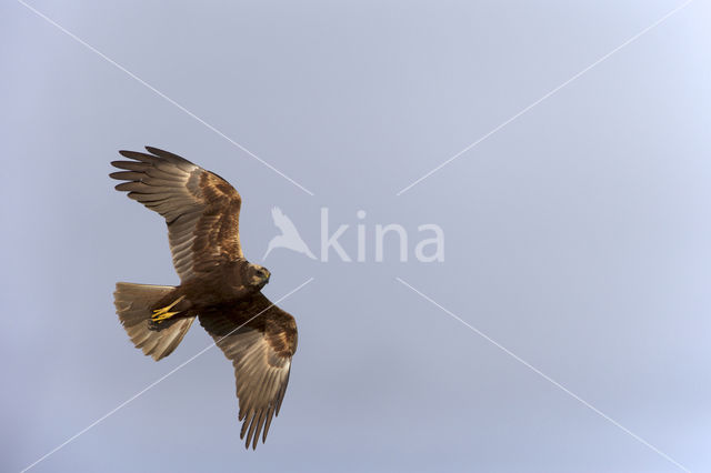 Bruine Kiekendief (Circus aeruginosus)