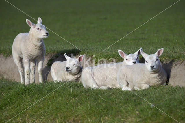 Texelaar schaap (Ovis aries)