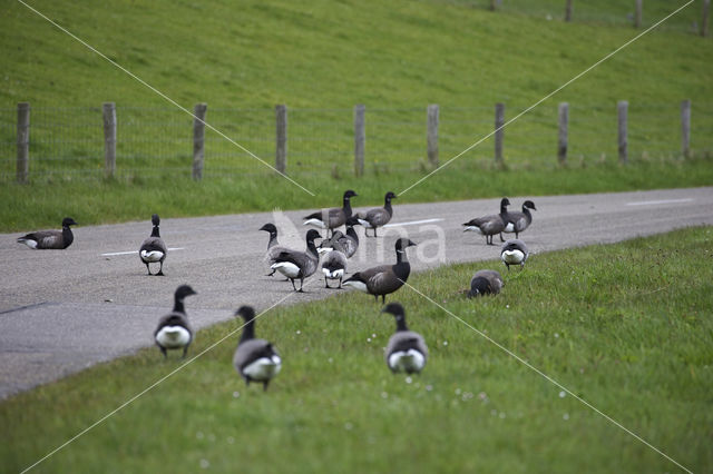 Brent Goose (Branta bernicla)