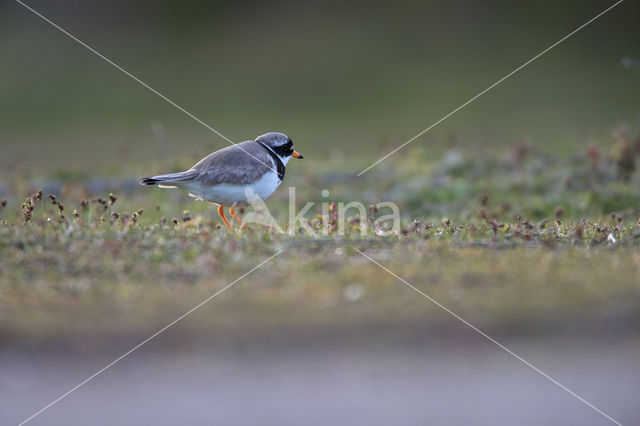 Bontbekplevier (Charadrius hiaticula)