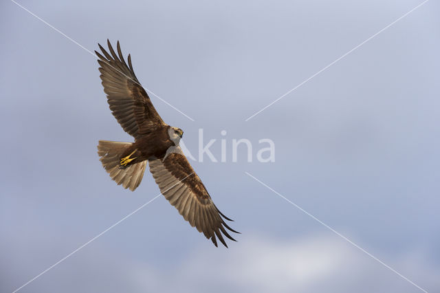 Marsh Harrier (Circus aeruginosus)