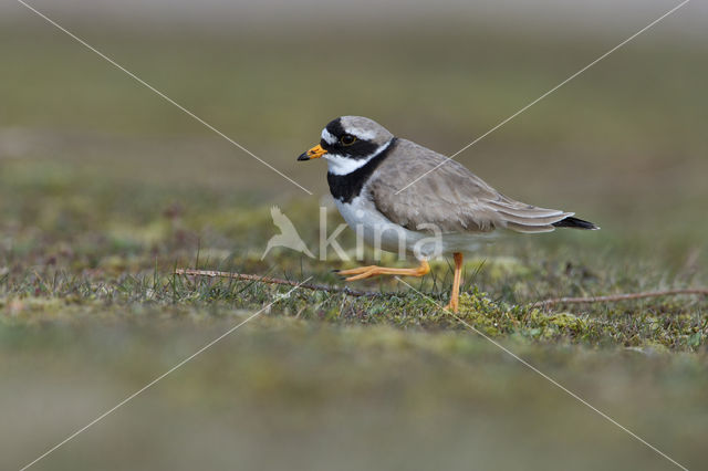 Bontbekplevier (Charadrius hiaticula)