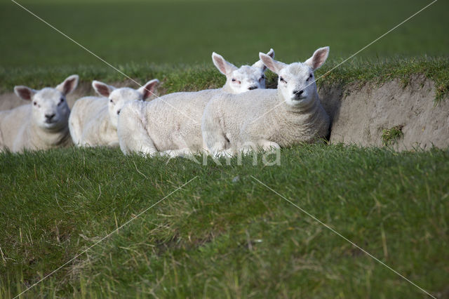 Domestic Texel sheep (Ovis aries)