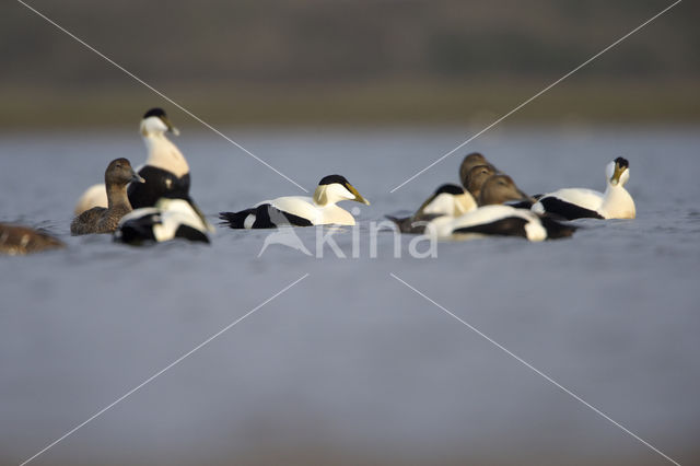 Eider (Somateria mollissima)