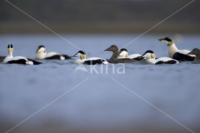 Eider (Somateria mollissima)