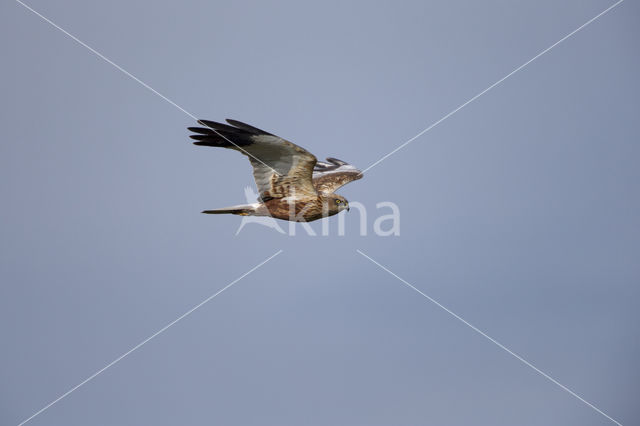 Bruine Kiekendief (Circus aeruginosus)