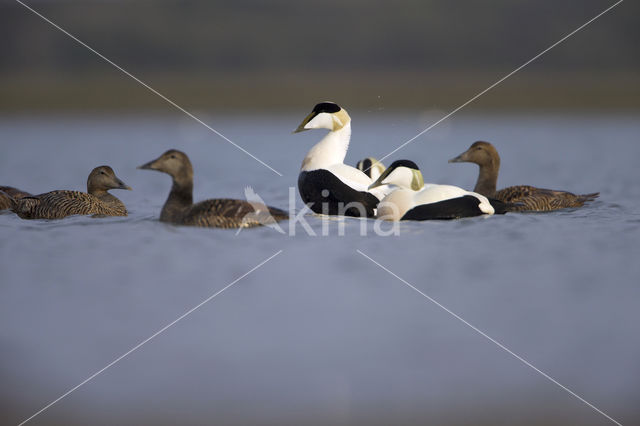 Eider (Somateria mollissima)