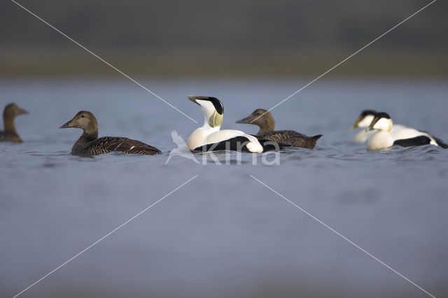 Eider (Somateria mollissima)