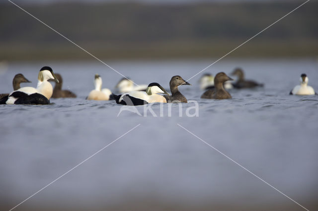 Eider (Somateria mollissima)