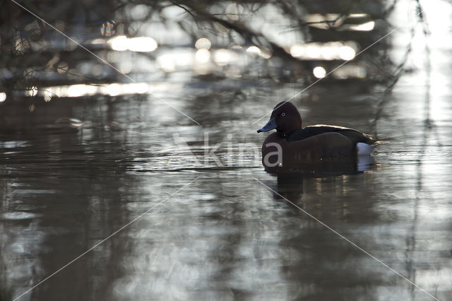 White-eyed Pochard