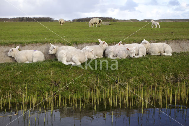 Texelaar schaap (Ovis aries)