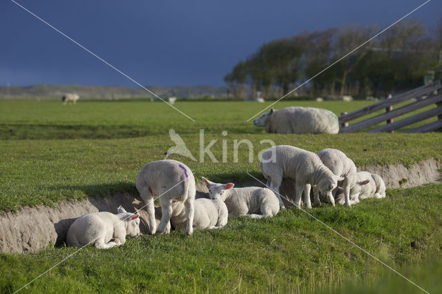 Domestic Texel sheep (Ovis aries)