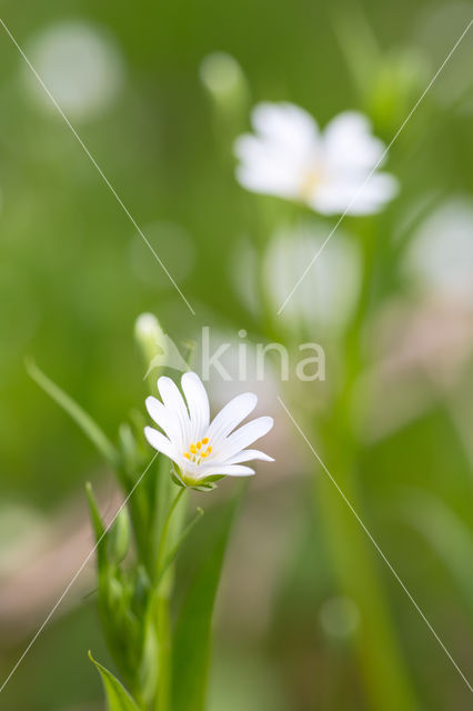 Greater Stitchwort (Stellaria holostea)