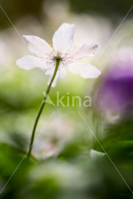 Wood Anemone (Anemone nemorosa)