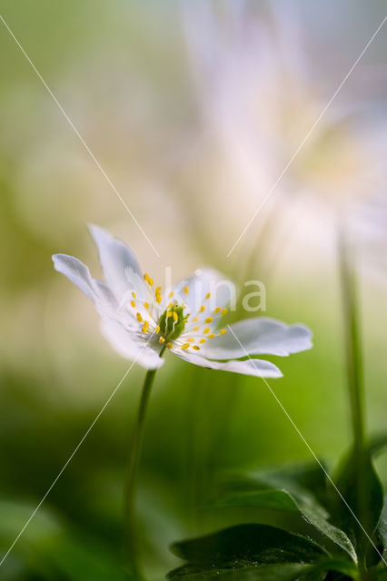 Wood Anemone (Anemone nemorosa)