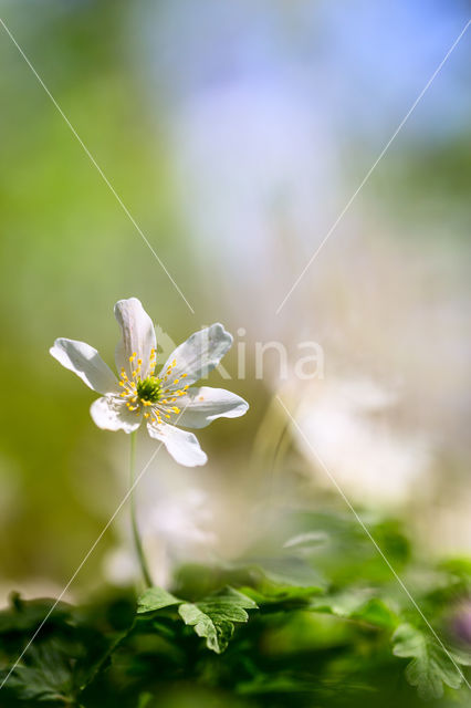 Bosanemoon (Anemone nemorosa)