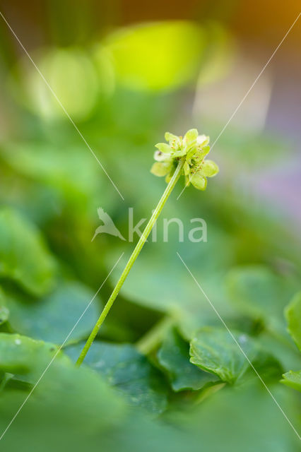 Muskuskruid (Adoxa moschatellina)