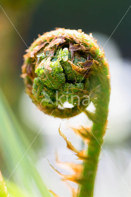 Broad Buckler-fern (Dryopteris dilatata)