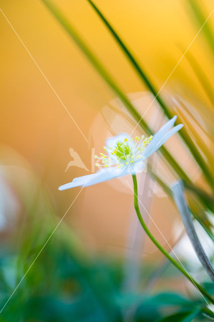 Wood Anemone (Anemone nemorosa)