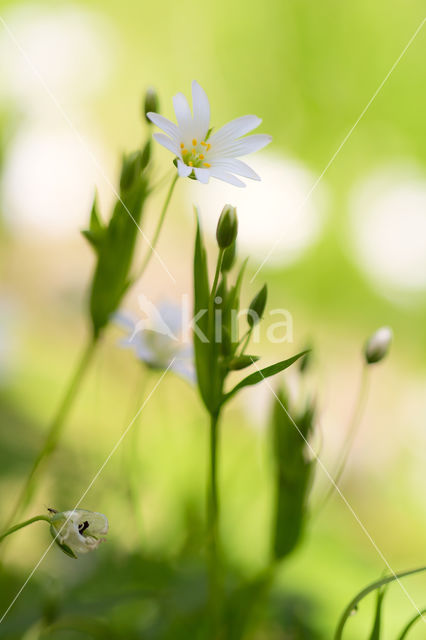 Greater Stitchwort (Stellaria holostea)