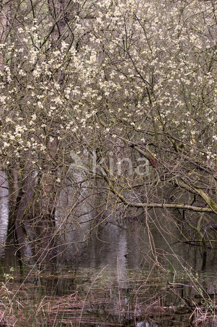 Beekdal Oude Diep Het Drentse Landschap