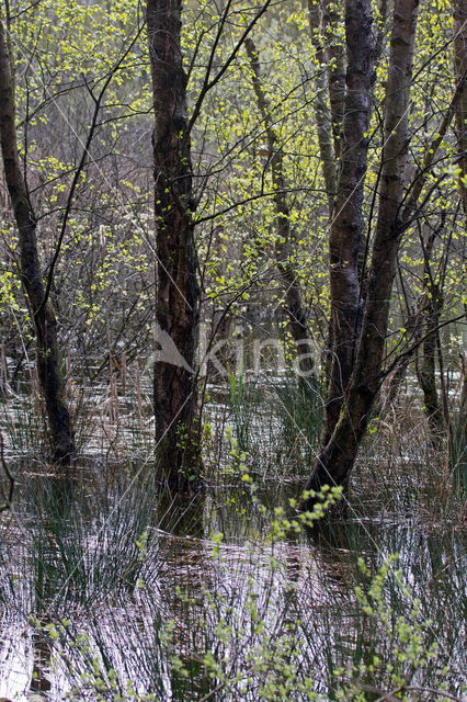 Beekdal Oude Diep Het Drentse Landschap