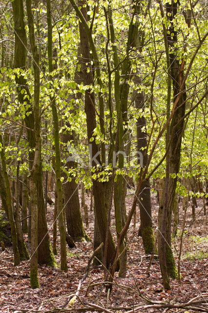 Beekdal Oude Diep Het Drentse Landschap