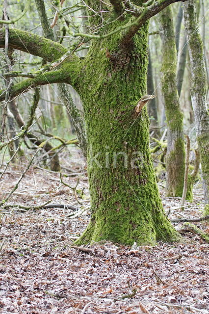 Beekdal Oude Diep Het Drentse Landschap