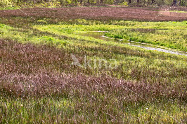 Beekdal Oude Diep Het Drentse Landschap