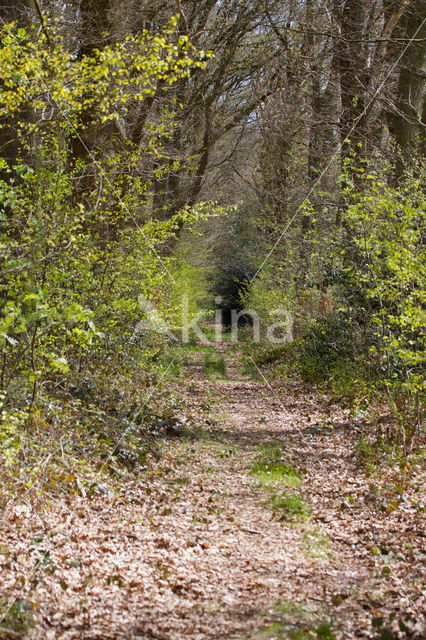 Beekdal Oude Diep Het Drentse Landschap