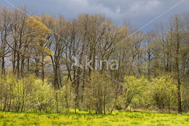 Beekdal Oude Diep Het Drentse Landschap