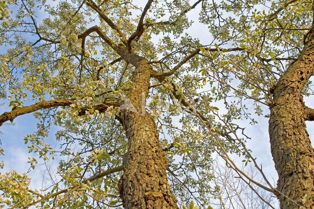 Pear (Pyrus communis)