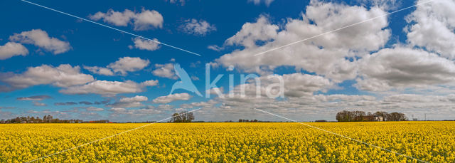 Koolzaad (Brassica napus)