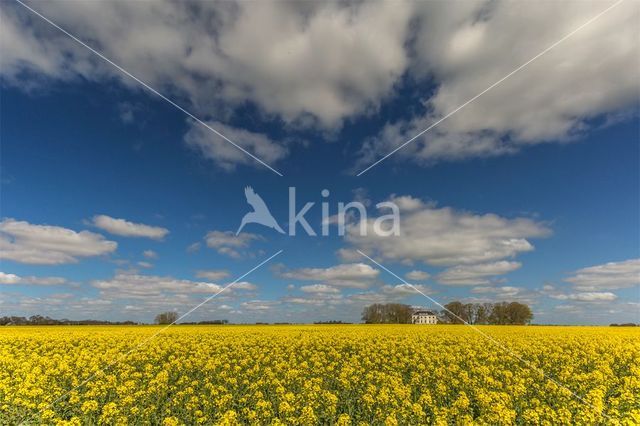 Koolzaad (Brassica napus)